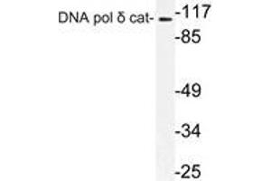 Western blot (WB) analysis of DNA pol delta cat antibody in extracts from K562 cells. (POLD1 anticorps)