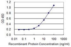 anti-Sorting Nexin 8 (SNX8) (AA 1-465) antibody