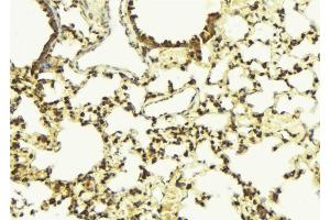 ABIN6273428 at 1/100 staining Mouse lung tissue by IHC-P. (BCL2L10 anticorps  (Internal Region))