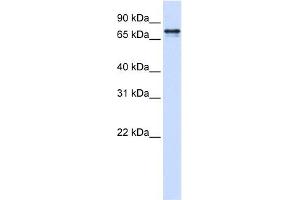 SRP68 antibody used at 1 ug/ml to detect target protein. (SRP68 anticorps  (N-Term))