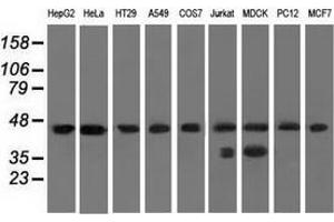 Western blot analysis of extracts (35 µg) from 9 different cell lines by using anti-C9orf41 monoclonal antibody. (C9orf41 anticorps)