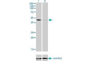 Western blot analysis of T over-expressed 293 cell line, cotransfected with T Validated Chimera RNAi (Lane 2) or non-transfected control (Lane 1).