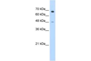 Western Blotting (WB) image for anti-Kelch-Like 25 (KLHL25) antibody (ABIN2461002) (KLHL25 anticorps)