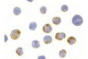 Immunocytochemistry of AES in HeLa cells with AES antibody at 10 μg/ml. (AES anticorps  (C-Term, N-Term))