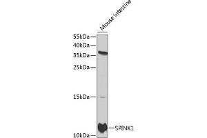 Western blot analysis of extracts of mouse intestine, using SPINK1 antibody (ABIN3021426, ABIN3021427, ABIN3021428 and ABIN6215027) at 1:1000 dilution. (SPINK1 anticorps  (AA 24-79))