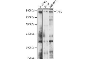 Western blot analysis of extracts of various cell lines, using T antibody (ABIN7270713) at 1:1000 dilution. (TAF1 anticorps  (AA 1630-1893))