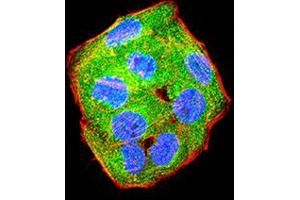 Immunofluorescence analysis of Hela cells using PD1 mouse mAb (green). (PD-1 anticorps  (AA 21-170))