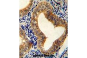 AHCY Antibody (N-term) immunohistochemistry analysis in formalin fixed and paraffin embedded human uterus tissue followed by peroxidase conjugation of the secondary antibody and DAB staining. (AHCY anticorps  (N-Term))
