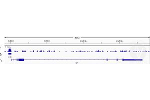 Cleavage Under Targets and Release Using Nuclease (CUT&RUN) image for anti-Transcription Factor 7-Like 1 (T-Cell Specific, HMG-Box) (TCF7L1) (N-Term) antibody (ABIN6972849)