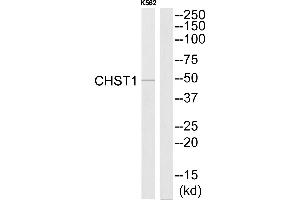 Western blot analysis of extracts from K562 cells, using CHST1 antibody. (CHST1 anticorps  (N-Term))