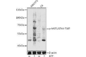 Western blot analysis of extracts of NIH/3T3 and C6 cells, using phospho-MST1/STK4-T387 pAb (ABIN7270228) at 1:1000 dilution.