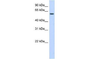 Western Blot showing KLHDC5 antibody used at a concentration of 1-2 ug/ml to detect its target protein. (KLHDC5 anticorps  (Middle Region))