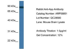 Western Blotting (WB) image for anti-Amyloid beta (A4) Precursor Protein (APP) (C-Term) antibody (ABIN2787850) (APP anticorps  (C-Term))