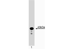 Western blot analysis of Caspase-4 (TX).