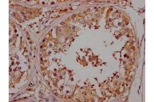 IHC image of ABIN7127642 diluted at 1:100 and staining in paraffin-embedded human testis tissue performed on a Leica BondTM system.