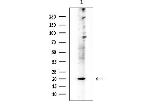 anti-Triggering Receptor Expressed On Myeloid Cells 5 (TREM5) (C-Term) antibody
