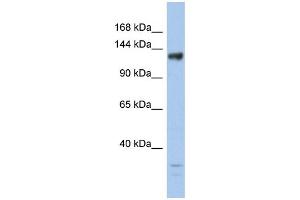 WB Suggested Anti-JMJD2B Antibody Titration: 0. (KDM4B anticorps  (Middle Region))
