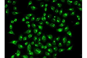 Immunofluorescence (IF) image for anti-Golgin A2 (GOLGA2) antibody (ABIN1876532) (Golgin A2 (GOLGA2) anticorps)