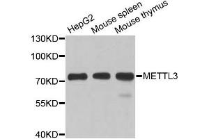 Western blot analysis of extracts of various cell lines, using METTL3 antibody. (METTL3 anticorps)