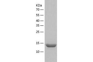 Western Blotting (WB) image for Transthyretin (TTR) (AA 23-147) protein (His tag) (ABIN7125488)
