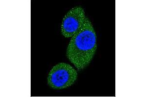 Confocal immunofluorescent analysis of PI3KC3 Antibody (N-term) (ABIN392555 and ABIN2842102) with Hela cell followed by Alexa Fluor 488-conjugated goat anti-rabbit lgG (green).