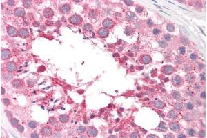 ABIN238536 (5µg/ml) staining of paraffin embedded Human Testis.