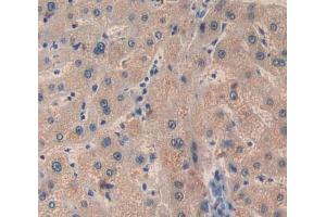 Used in DAB staining on fromalin fixed paraffin- embedded Kidney tissue (BCL10 anticorps  (AA 1-233))