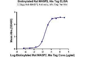 Immobilized Anti-MASP2 Antibody, hFc Tag at 0.