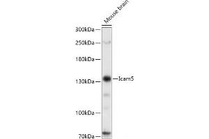 Western blot analysis of extracts of Mouse brain using Icam5 Polyclonal Antibody at dilution of 1:1000. (ICAM5 anticorps)