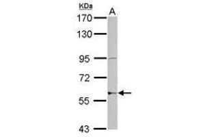 Image no. 1 for anti-Zinc Finger Protein 596 (ZNF596) (AA 1-175) antibody (ABIN1501850) (ZNF596 anticorps  (AA 1-175))
