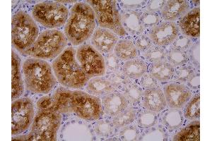 Immunohistochemistry of GCPII in porcine kidney by monoclonal antibody.
