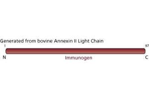 Image no. 3 for anti-Annexin A2 (ANXA2) (AA 1-97) antibody (ABIN967724) (Annexin A2 anticorps  (AA 1-97))