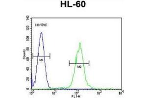 Flow cytometric analysis of HL-60 cells using PLA2G2D Antibody (C-term) Cat.
