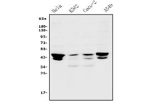 Western blot analysis of JUNB using anti-JUNB antibody (ABIN7601187).