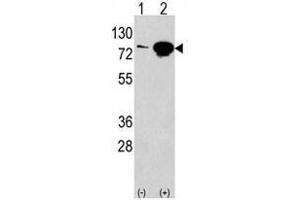 Image no. 1 for anti-Eukaryotic Translation Initiation Factor 4B (EIF4B) (Center) antibody (ABIN357288)