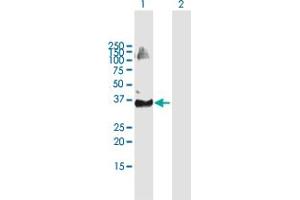 Western Blot analysis of TRIM69 expression in transfected 293T cell line by TRIM69 MaxPab polyclonal antibody. (TRIM69 anticorps  (AA 1-341))