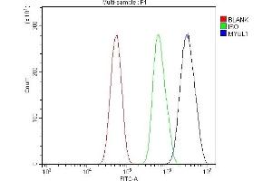 Flow Cytometry analysis of U87 cells using anti-v-Myb/MYBL1 antibody (ABIN7600460).
