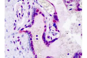 Anti-LEO1 antibody IHC of human placenta.