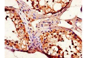 Immunohistochemistry of paraffin-embedded human testis tissue using ABIN7151432 at dilution of 1:100