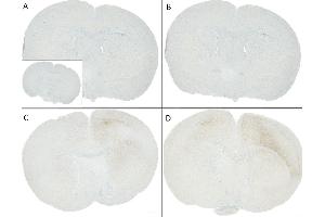 C57/BL6 mice were injected with sonicated recombinant mouse alpha synuclein monomers or fibrils at 8 weeks of age.