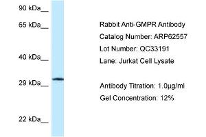 Western Blotting (WB) image for anti-Guanosine Monophosphate Reductase (GMPR) (C-Term) antibody (ABIN970782) (GMPR anticorps  (C-Term))