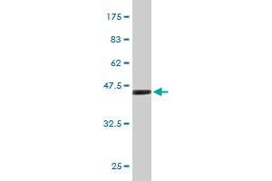Western Blot detection against Immunogen (45.