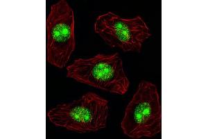 Immunofluorescence (IF) image for anti-Nucleophosmin (Nucleolar phosphoprotein B23, Numatrin) (NPM1) antibody (ABIN3001656) (NPM1 anticorps)