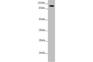Western blot All lanes: TTLL7 antibody at 2. (TTLL7 anticorps  (AA 1-260))