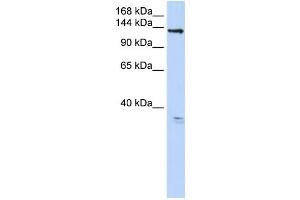 Western Blotting (WB) image for anti-Anoctamin 3 (ANO3) antibody (ABIN2459347) (ANO3 anticorps)