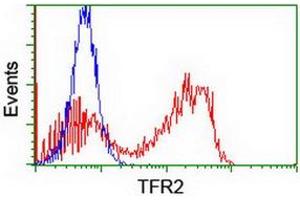 HEK293T cells transfected with either RC220060 overexpress plasmid (Red) or empty vector control plasmid (Blue) were immunostained by anti-TFR2 antibody (ABIN2455729), and then analyzed by flow cytometry. (Transferrin Receptor 2 anticorps)