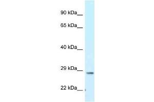 Western Blot showing Tmem106b antibody used at a concentration of 1. (TMEM106B anticorps  (C-Term))