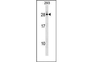 Western blot analysis of DCTD Antibody (N-term) in 293 cell line lysates (35ug/lane). (DCMP Deaminase (DCTD) (AA 1-30), (N-Term) anticorps)