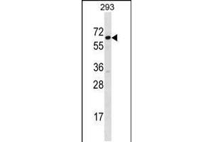Western blot analysis in 293 cell line lysates (35ug/lane). (SRP54 anticorps  (C-Term))
