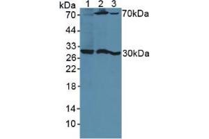 Figure. (PSG1 anticorps  (AA 202-401))